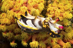 Sepiidae Prints: Colorful Pfeffers flamboyant cuttlefish (Metasepia pfefferi
