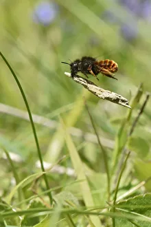 Two coloured mason bee (Osmia bicolor) bee that nests in old snail shells and then