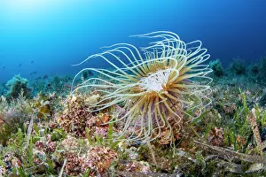 Croatia Prints: Coloured tube anemone (Cerianthus membranaceus) on seabed