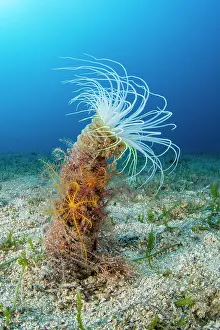 Croatia Prints: Coloured tube anemone (Cerianthus membranaceus) on seabed