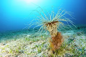 Croatia Prints: Coloured tube anemone (Cerianthus membranaceus) on seabed