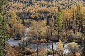 Colourful autumn views in Altai Mountains at the river Multa in Katunsky Range, with