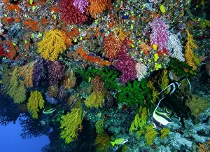 Perca Lineata Prints: Colourful, hanging soft corals (Chironephthya sp)
