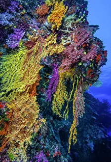 Oceania Prints: Colourful, hanging soft corals (Chironephthya sp)