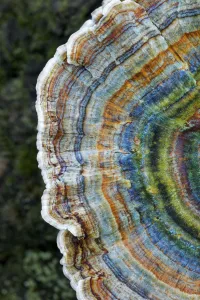 Colourful rings of the Many-zoned polypore (Coriolus versicolor) New Forest National Park