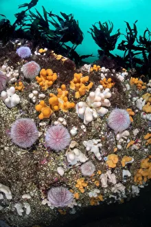 Laminaria Hyperboria Prints: Colourful soft corals, Dead mans fingers (Alcyonium digitatum