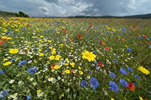 Colourful wildflowers growing in arable farmland in summer, Ballinlaggan, Scotland, UK. July