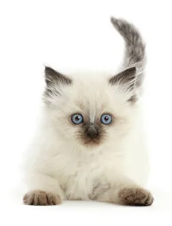 Colourpoint kitten, aged 6 weeks, portrait