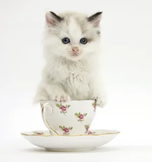 Cats Prints: Colourpoint kitten in a tea cup
