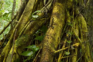 Malaysia Prints: Comb crested dragon lizard {Gonocephalus liogaster} on Strangler fig roots, Danum
