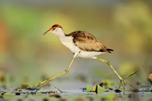Comb-crested jacana (Irediparra gallinacea) juvenile, running over lilypads, Corroboree billabong, Northern Territory, Australia