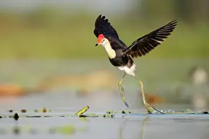 Taking Off Prints: Comb-crested jacana (Irediparra gallinacea) taking flight from water