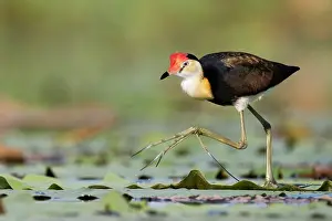 Comb-crested jacana (Irediparra gallinacea) walking on Lilypads, Corroboree billabong, Northern Territory, Australia