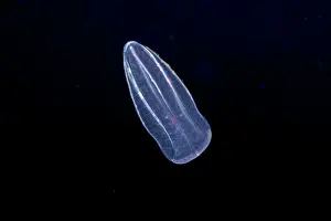 Inverebrates Prints: Comb jelly (Beroe forskalii) drifting in open ocean at night