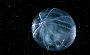 Shape Prints: Comb jelly (Bolinopsis sp.) portrait, Portugal, Atlantic Ocean