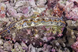 Camouflage Prints: Comb penshell (Atrina pectinata) camouflaged on a reef, Philippines, Pacific Ocean