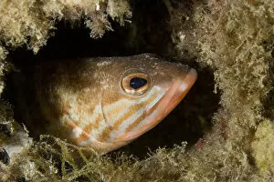 Images Dated 22nd July 2009: Comber (Serranus cabrilla) looking out of hole, Larvotto Marine Reserve, Monaco, Mediterranean Sea