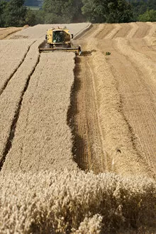 Images Dated 22nd August 2011: Combine harvester combining Oat crop, Haregill Lodge Farm, Ellingstring, North Yorkshire