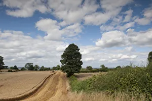 Images Dated 22nd August 2011: Combine harvester harvesting Oats, Haregill Lodge Farm, Ellingstring, North Yorkshire