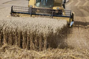 Images Dated 22nd August 2011: Combine harvester harvesting Oats, Haregill Lodge Farm, Ellingstring, North Yorkshire