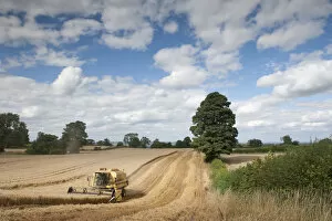 Images Dated 22nd August 2011: Combine harvester harvesting Oats (Avena sativa), Haregill Lodge Farm, Ellingstring