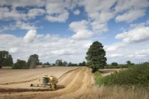Images Dated 22nd August 2011: Combine harvester harvesting Oats (Avena sativa), Haregill Lodge Farm, Ellingstring