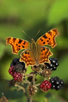 Comma butterfly (Polygonia C-album) feeding on ripe blackberries, Dorset, UK, August