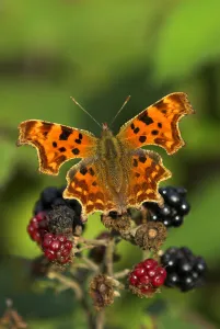Blackberry Prints: Comma butterfly (Polygonia C-album) feeding on ripe blackberries, Dorset, UK, August