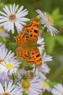 Aster Prints: Comma butterfly (Polygonia c-album) feeding on wild aster, Sutcliffe Park Nature Reserve