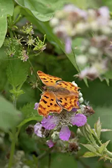 Fourfooted Butterfly Prints: Comma butterfly (Polygonia c-album) resting on a flower, Norfolk, England, UK. July