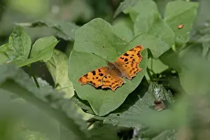 Fourfooted Butterfly Prints: Comma butterfly (Polygonia c-album) resting on a leaf, Norfolk, England, UK. July