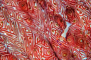 Camouflage Collection: Commensal emperor shrimp (Periclimenes imperator) moves across the colourful red patterned surface