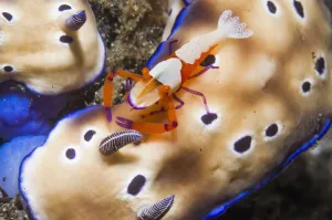 Periclimenes Prints: Commensal emperor shrimp (Periclimenes imperator) hitching a ride on a Nudibranch (Risbecia tryoni)