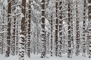 Trunks Prints: Commercial pine woodland (Pinus sylvestris) in winter, Cairngorms National Park, Scotland