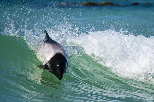 Commersons dolphin (Cephalorhynchus commersonii) surfing, Sea Lion Island