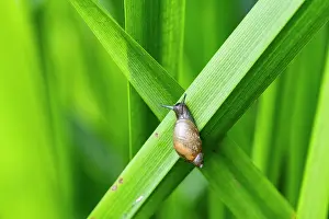 Eupulmonata Prints: Common amber snail (Succinea putris) resting on Branched bur-reed (Sparganium erectum)