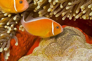 Amphiprion Perideraion Gallery: Common anemonefish (Amphiprion perideraion) with eggs in Magnificent sea anemone