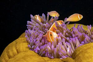 2020 April Highlights Gallery: Common anemonefish (Amphiprion perideraion) associated with the anemone