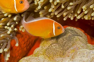 Common anemonefish (Amphiprion perideraion) with eggs in Magnificent sea anemone