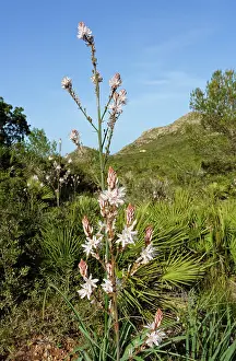 Lilianae Prints: Common asphodel (Asphodelus aestivus) in flower