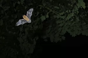 Common / Bandit pipistrelle bat (Pipistrellus pipistrellus) hunting at twilight, Berwickshire