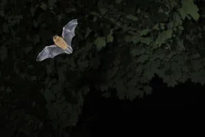 Bats Prints: Common / Bandit pipistrelle bat (Pipistrellus pipistrellus) hunting at twilight