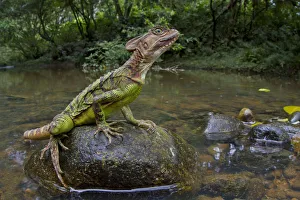Common basilisk (Basiliscus basiliscus) on rock in river, Canande, Esmeraldas, Ecuador