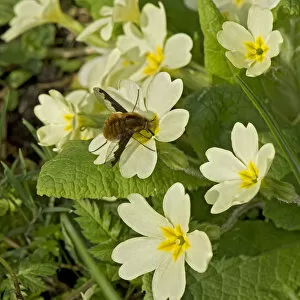 Common bee fly (Bombylius major) nectaring on Primrose (Primula vulgaris)