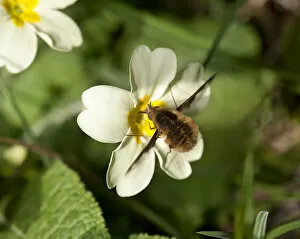 Images Dated 9th June 2019: Common bee fly (Bombylius major) feeding on Primrose (Primula vulgaris). March