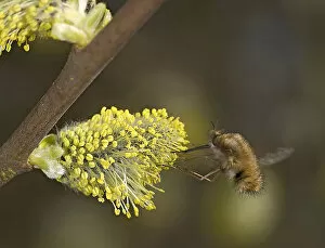 Images Dated 16th August 2019: Common bee fly (Bombylius major) nectaring on Goat willow (Salix caprea) catkin. Surrey