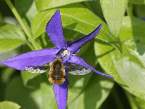 Apocyn Gallery: Common bee fly (Bombylius major) nectaring on a Greater periwinkle flower (Vinca major)