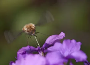 Common bee fly (Bombylius major) hovering whilst nectaring on Honesty (Lunaria annua)