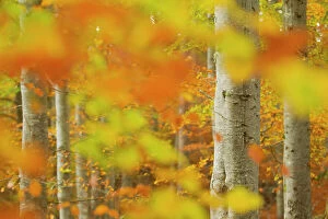 Images Dated 25th October 2011: Common beech (Fagus sylvatica) woodland in autumn, Cairngorms National Park, Scotland, UK, October