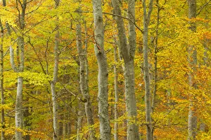 Images Dated 25th October 2011: Common beech (Fagus sylvatica) woodland in autumn, Cairngorms National Park, Scotland